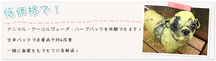 アニマル・アーユルヴェーダ・ハーブパックを体験できます!全身パックで皮膚病予防&改善一緒に歯磨きもできて口臭軽減!